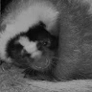 Meet your Posher, Ellen